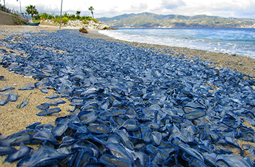 velella