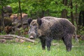 Fauna selvatica, basta cinghiali. Agricoltori sotto la sede della Regione Toscana.