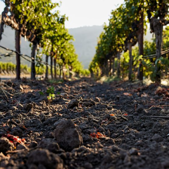 Vino: la coop Castelli di Greve Pesa ritira il licenziamento collettivo 